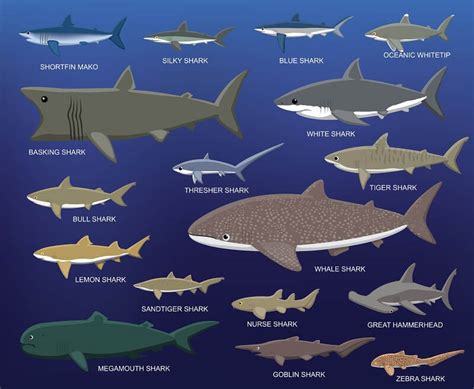 great white shark size chart