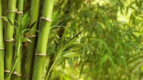 bamboe fargesia poaceae dcm
