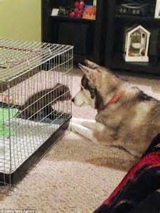siberian husky finds new playmate in adopted vixen cub daily mail online