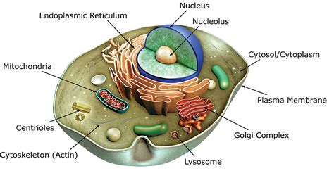 cell structures  organelles aat bioquest