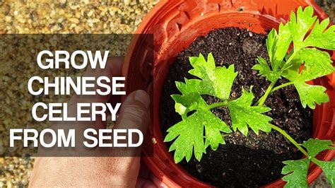 grow chinese celery daun   seed    care   youtube