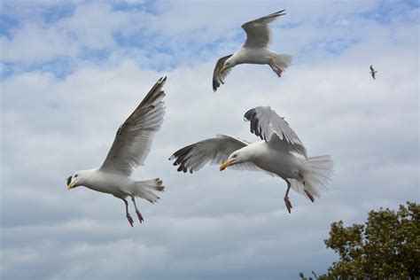 flying seagull sea birds gull  photo  pixabay