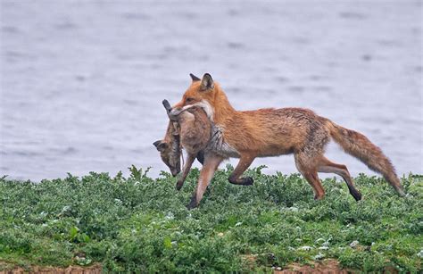foxes kill   young   young   foxes