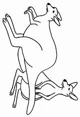 Kangaroo Coloring Pages Color Cliparts Clipart Library Line sketch template