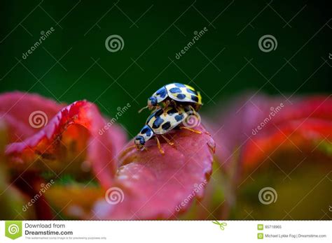 Ladybug Having Sex In The Spring Stock Image Image Of Drop Black