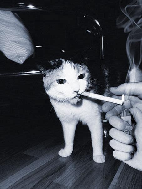 Pin On Cats Smoking