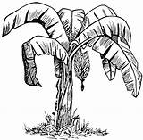 Pohon Pisang Mewarnai Putih Hitam Untuk Sketsa Clipartmag Minion sketch template