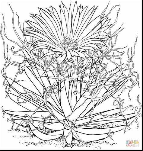 cactus flower drawing  getdrawings
