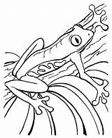 Rana Kleurplaten Kikker Kikkers Frosch Grenouille Frogs Mewarnai Dieren Poison Rainforest Katak Ausmalbild Malvorlage Animasi Kodok Bergerak Frosche Reptiles Arboricola sketch template