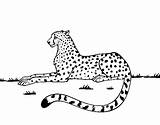 Cheetah Resting Coloring Coloringcrew Related sketch template