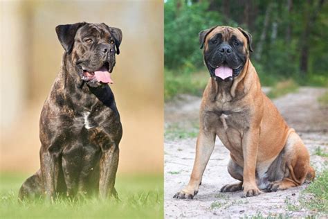 cane corso bullmastiff mix info pictures facts faqs