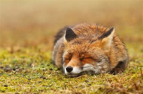 25 Clever Fox Images That Will Capture Your Mind
