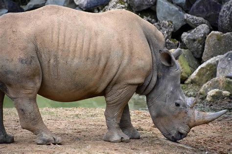 white rhinoceros animal facts ceratotherium simum az animals