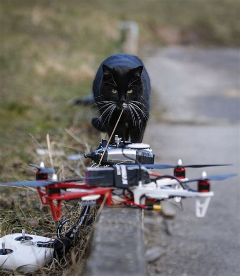 drone cat