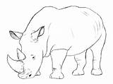 Rhino Drawing Draw Animal Rhinos Rhinoceros Sketches Drawings Easy Tattoo Templates Illustration Pencil Head Big Animals Simple Getdrawings African Tutorials sketch template