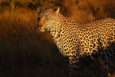 luiperd leopard sabi sand ep       flickr