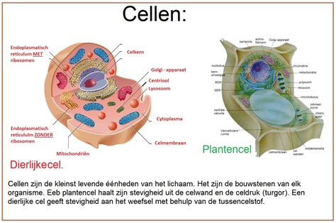 concept map cellen