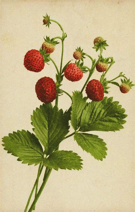 design squish blog heirloom strawberries berries