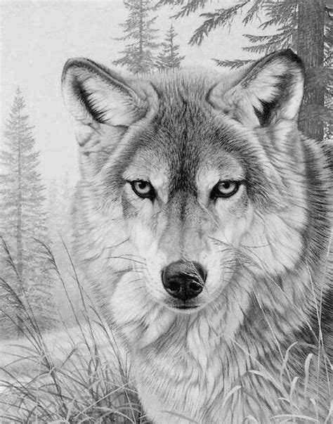 realistic wolf coloring pages  print coloring pages