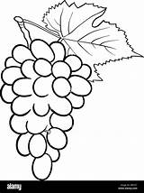 Uva Colorare Grappolo Grapes Nero Frutta Grapevine Oggetto Alimentare sketch template