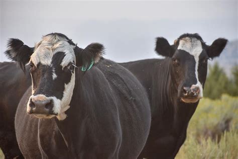 black white face cows photograph by riley bradford fine art america