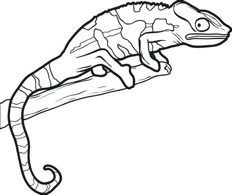 lizard coloring pages  getcoloringscom  printable colorings