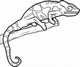 Lizard Coloring Pages Drawing Reptiles Outline Chameleon Template Kids Line Drawings Gecko Easy Reptile Printable Lizards Simple Color Leopard Man sketch template