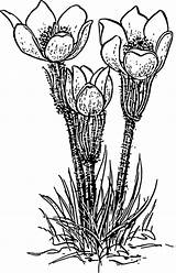 Crocus Coloring Krokus Perennial Clker Kostenlos Blumen Chrysanthus Blume Flora Lineart Onlinelabels 4vector Vernus Springtime sketch template