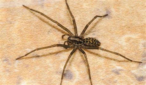 150 million giant spiders expected to invade irish homes