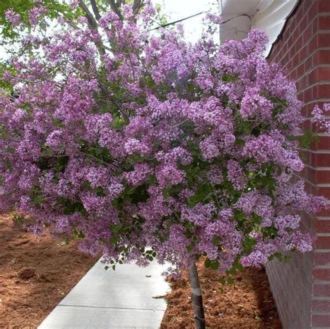 dwarf flowering lilac tree  xxx hot girl