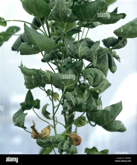 damage caused  cotton leaf curl virus  cotton plant stock photo alamy