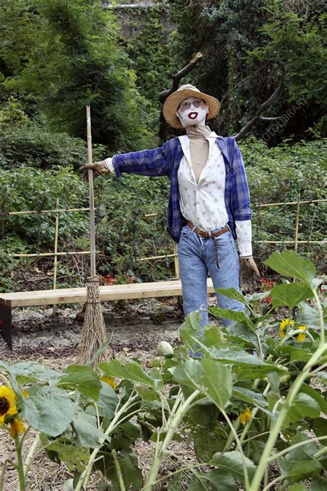 Scarecrow In A Garden Stock Image C010 6209 Science