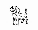 Beagle Cani Acolore Stampare sketch template
