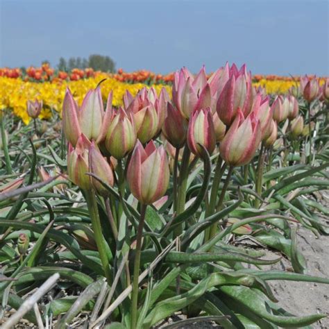 tulip danique pack   bulbs