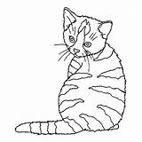 Colorir Gato Desenhos Gatos Malhado Gatas Homem Felinos Gatinho Gatinhas Tudodesenhos sketch template