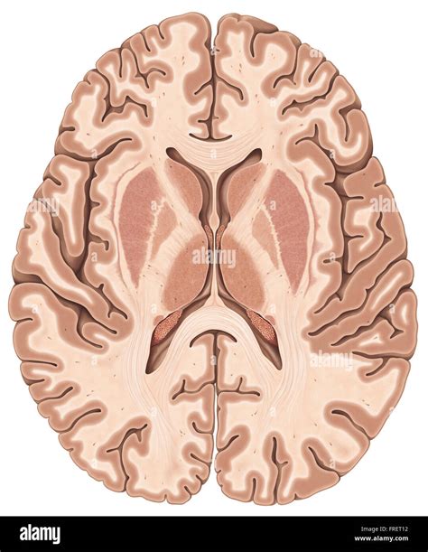 transverse section illustration   human brain stock photo alamy