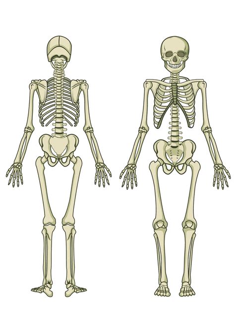Human Skeleton With Organs