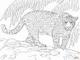 Jaguars Supercoloring Colorare Ausmalbild Kleurplaat Jacksonville Malvorlagen Dibujos Malvorlage Modeste Magnifique Grote Grosser Kostenlos Disegni Giaguaro Giaguari Reptiles Felini Ausdrucken sketch template