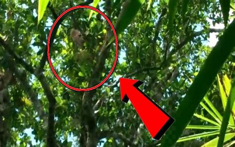 orangutan bekas peliharaan muncul kembali  desa bapanggang raya