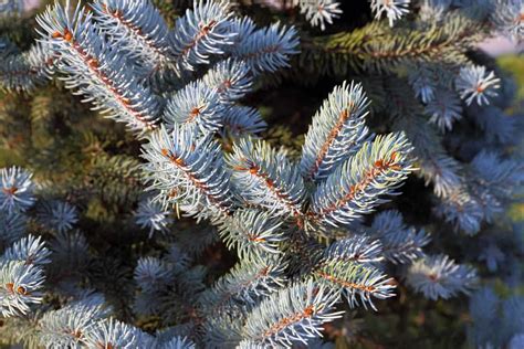 long    blue spruce  grow walker scolon
