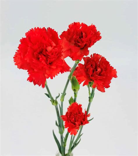 carnation mini red wholesale bulk flowers cascade floral