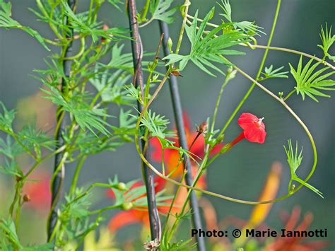 cardinal climber flowering vine ipomoea sloteri