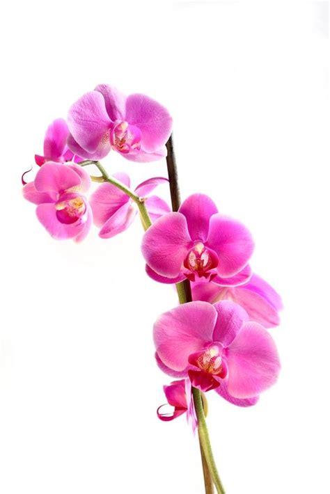 pink orchids orchids phalaenopsis