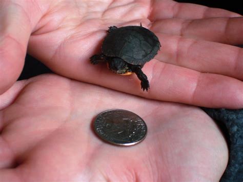 mowat madness  tiny turtle