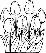 Tulip Flower Coloring Pages Color Tulips Clipart Outline Sketch Beautiful Designs Clipartbest Cliparts Getdrawings Printables Clip Getcolorings Pdf sketch template