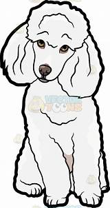 Poodle Drawing Cartoon Clipart Dog Miniature Toy Vector Dogs Draw Poodles Pages Small Wondering Getdrawings French Puppy Clip Fluffy Coloring sketch template