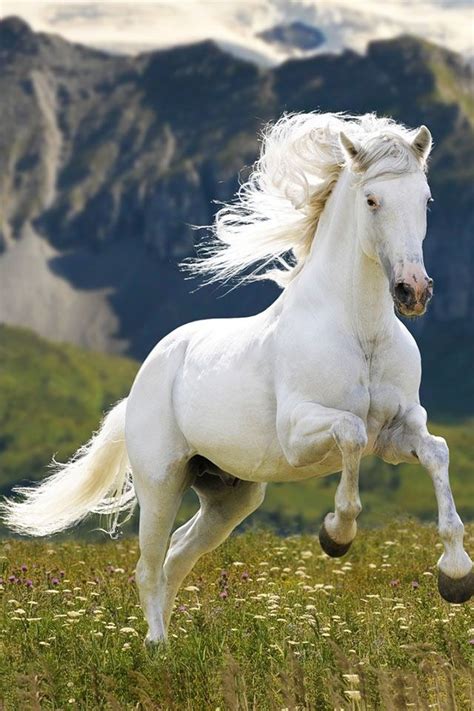 images  horses  pinterest white horses palomino
