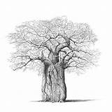Drawing Tree African Life Pencil Paintingvalley Still Drawings sketch template
