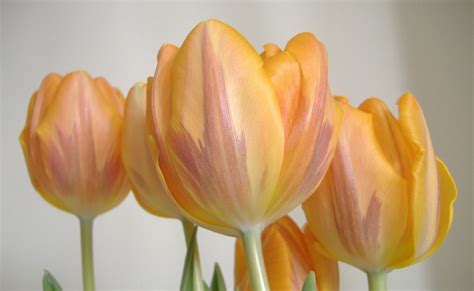 hintergrundbilder tulpen blumen knospen gestreift nahansicht