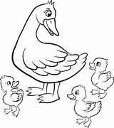Duck Coloring Pages Baby Ducklings Duckling Drawing Hunting Way Make Ugly Mallard Ducks Printable Cute Getcolorings Easter Vector Little Kind sketch template